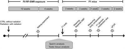 Paternal Radiofrequency Electromagnetic Radiation Exposure Causes Sex-Specific Differences in Body Weight Trajectory and Glucose Metabolism in Offspring Mice